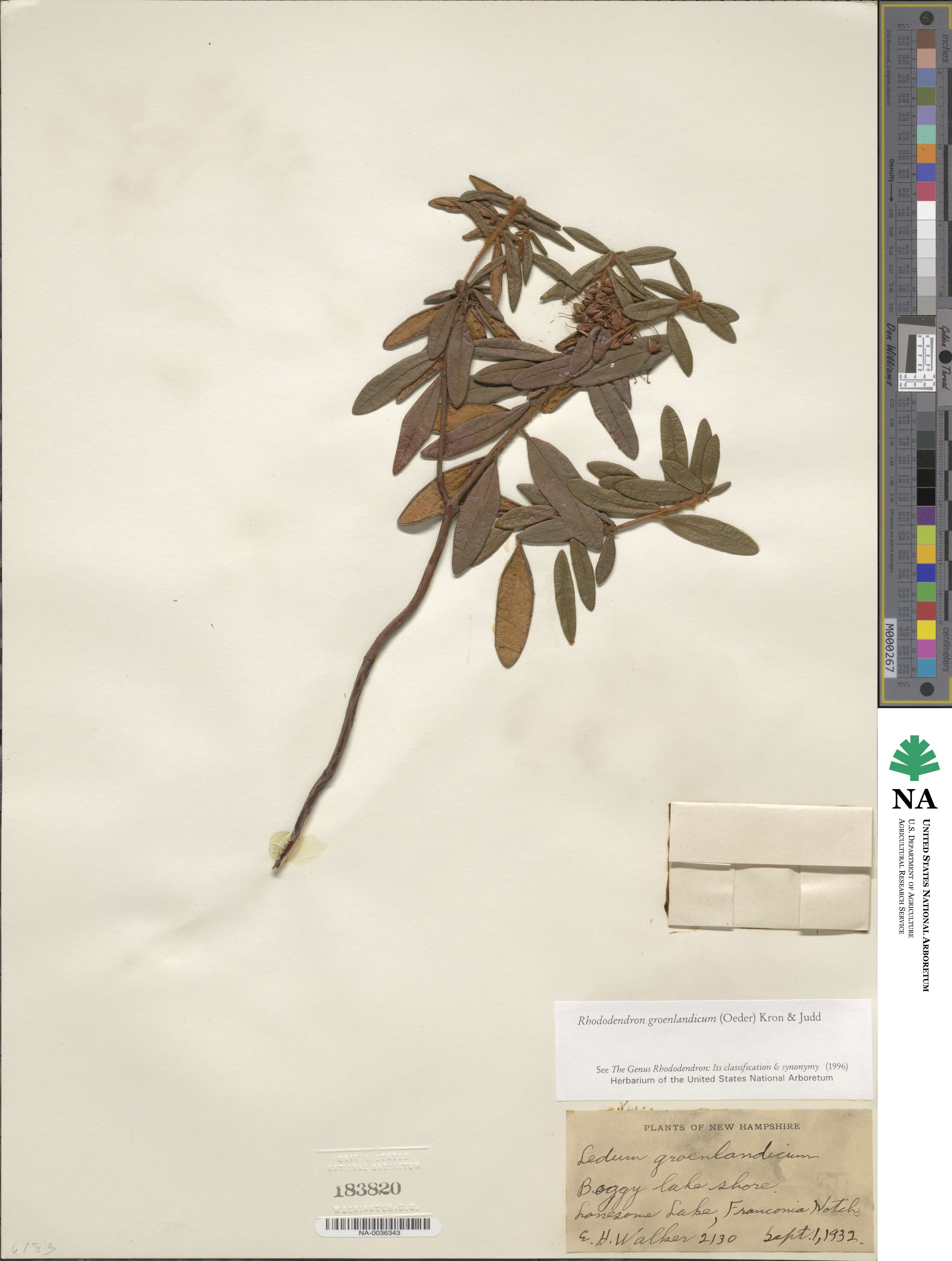 Rhododendron groenlandicum image