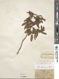 Rhododendron groenlandicum image