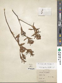 Rhododendron groenlandicum image