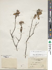 Rhododendron groenlandicum image