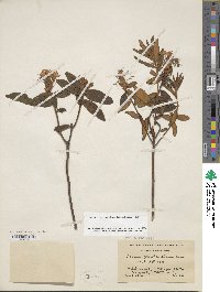 Rhododendron groenlandicum image