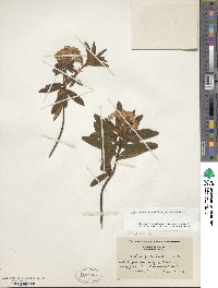 Rhododendron groenlandicum image