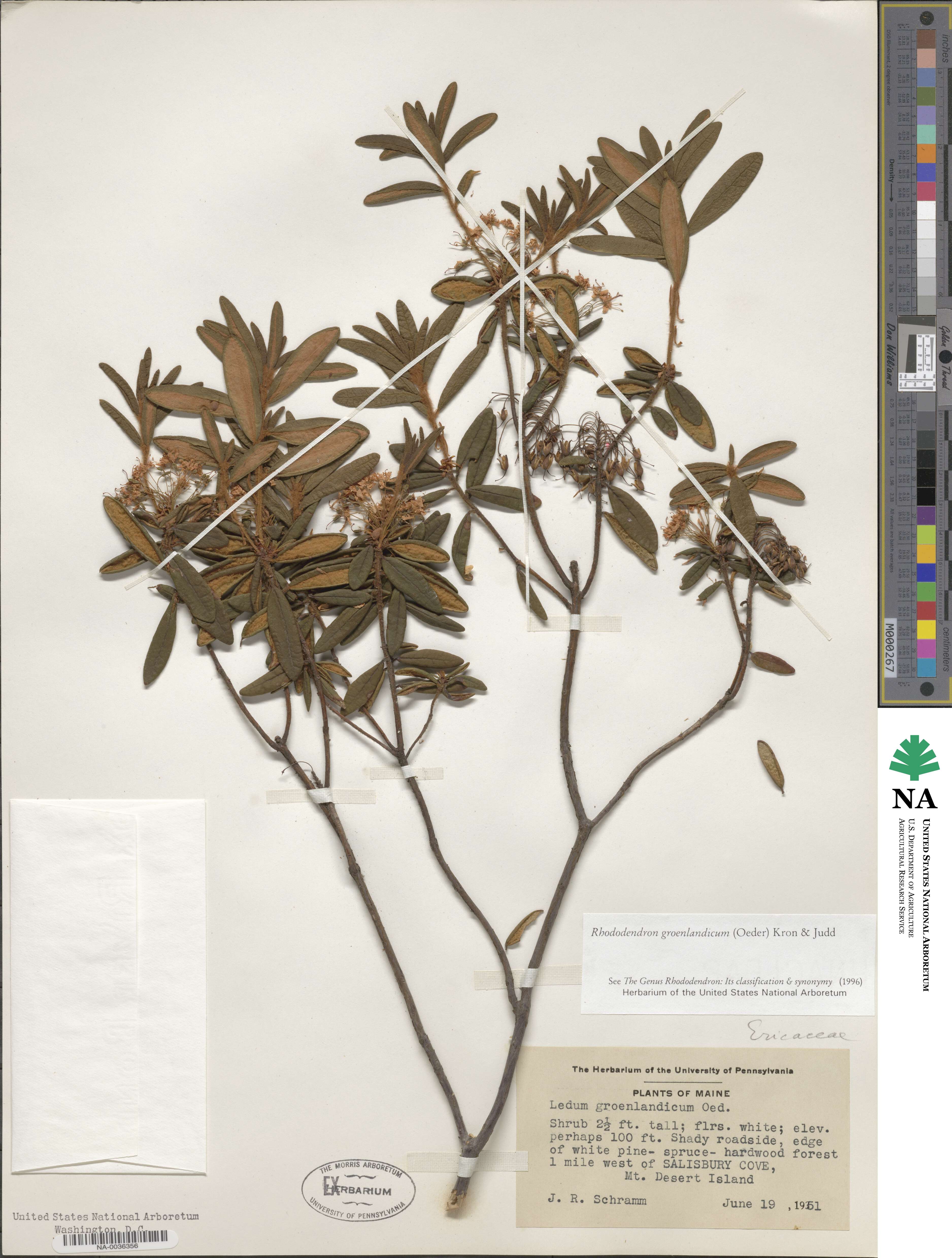 Rhododendron groenlandicum image