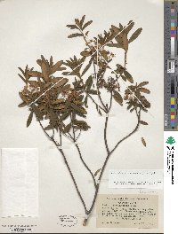 Rhododendron groenlandicum image