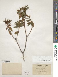 Rhododendron groenlandicum image