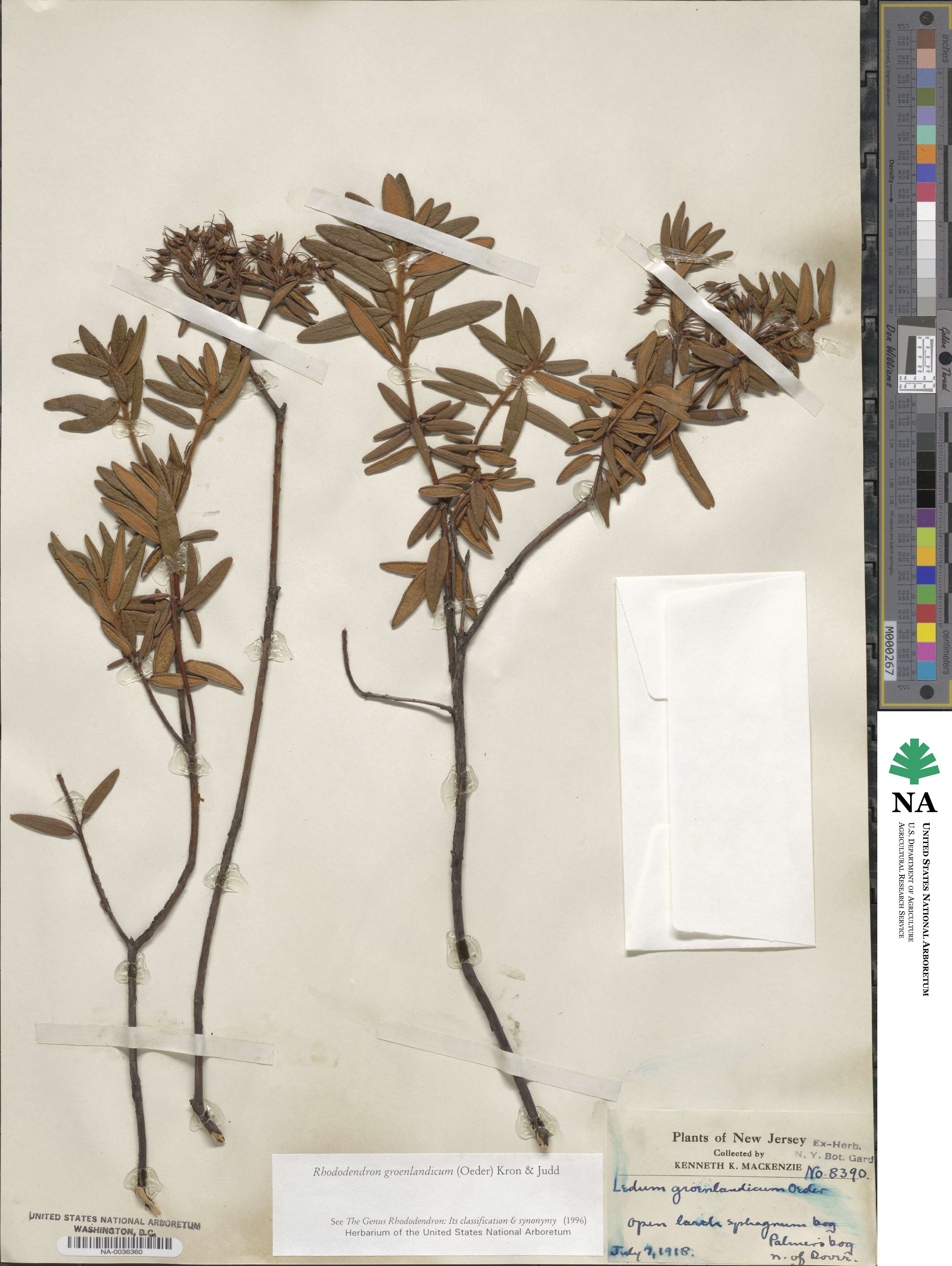 Rhododendron groenlandicum image