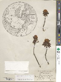 Rhododendron groenlandicum image