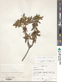 Rhododendron groenlandicum image