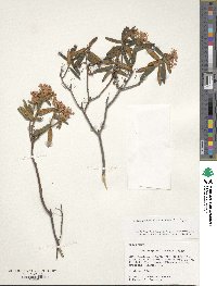 Rhododendron groenlandicum image