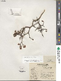 Rhododendron lapponicum image