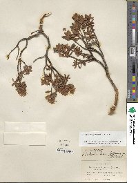 Rhododendron lapponicum image