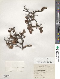 Rhododendron lapponicum image