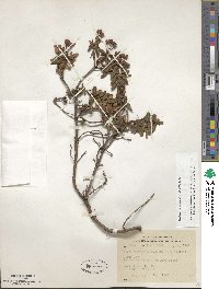 Rhododendron lapponicum image