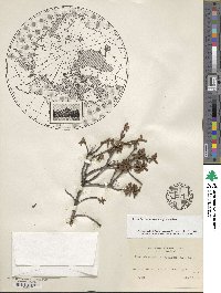 Rhododendron lapponicum image