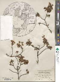 Rhododendron lapponicum image