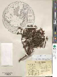 Rhododendron lapponicum image