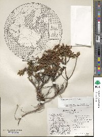 Rhododendron lapponicum image