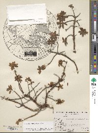 Rhododendron lapponicum image