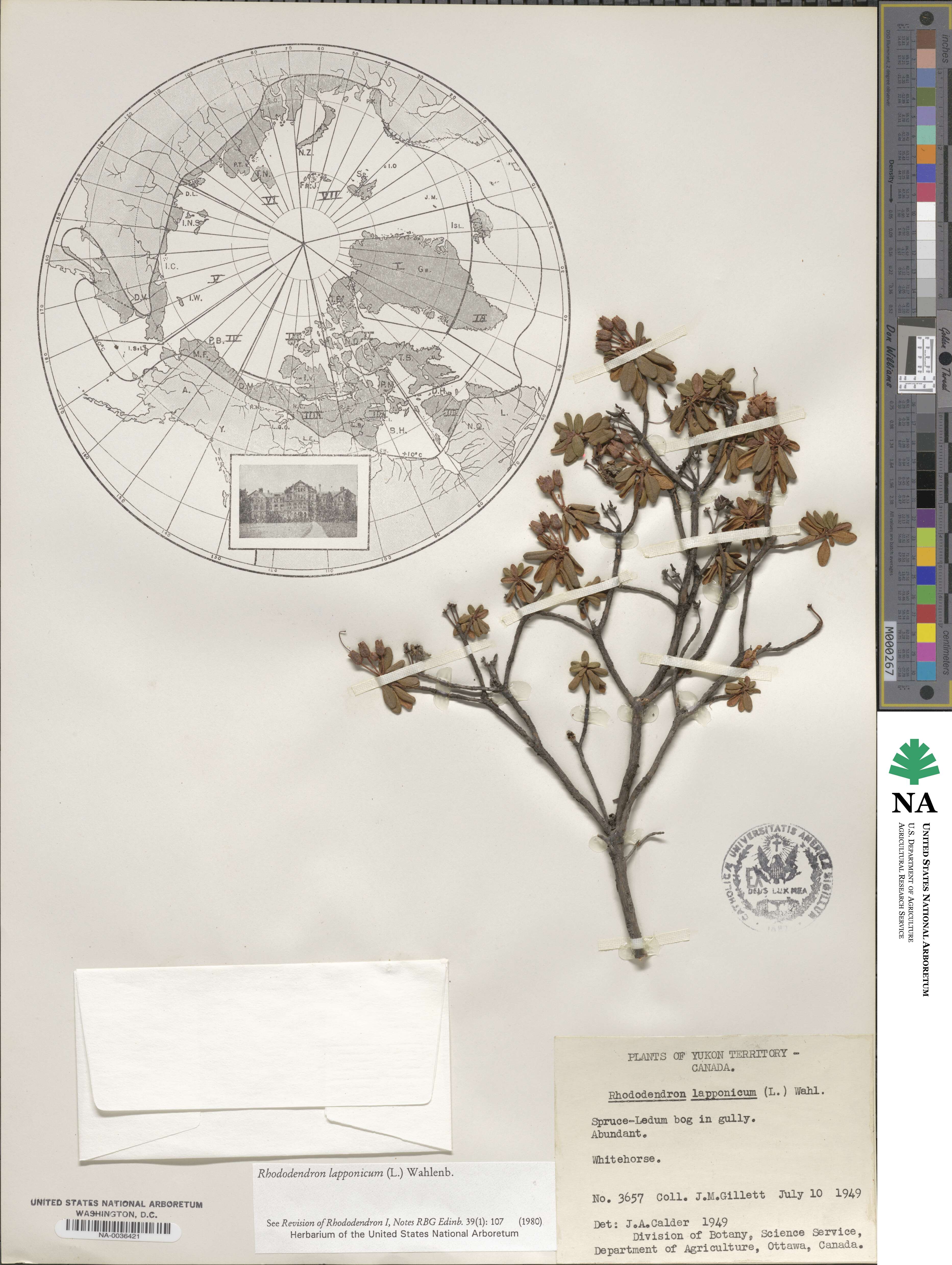 Rhododendron lapponicum image