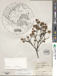 Rhododendron lapponicum image