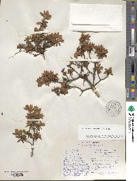 Rhododendron lapponicum image