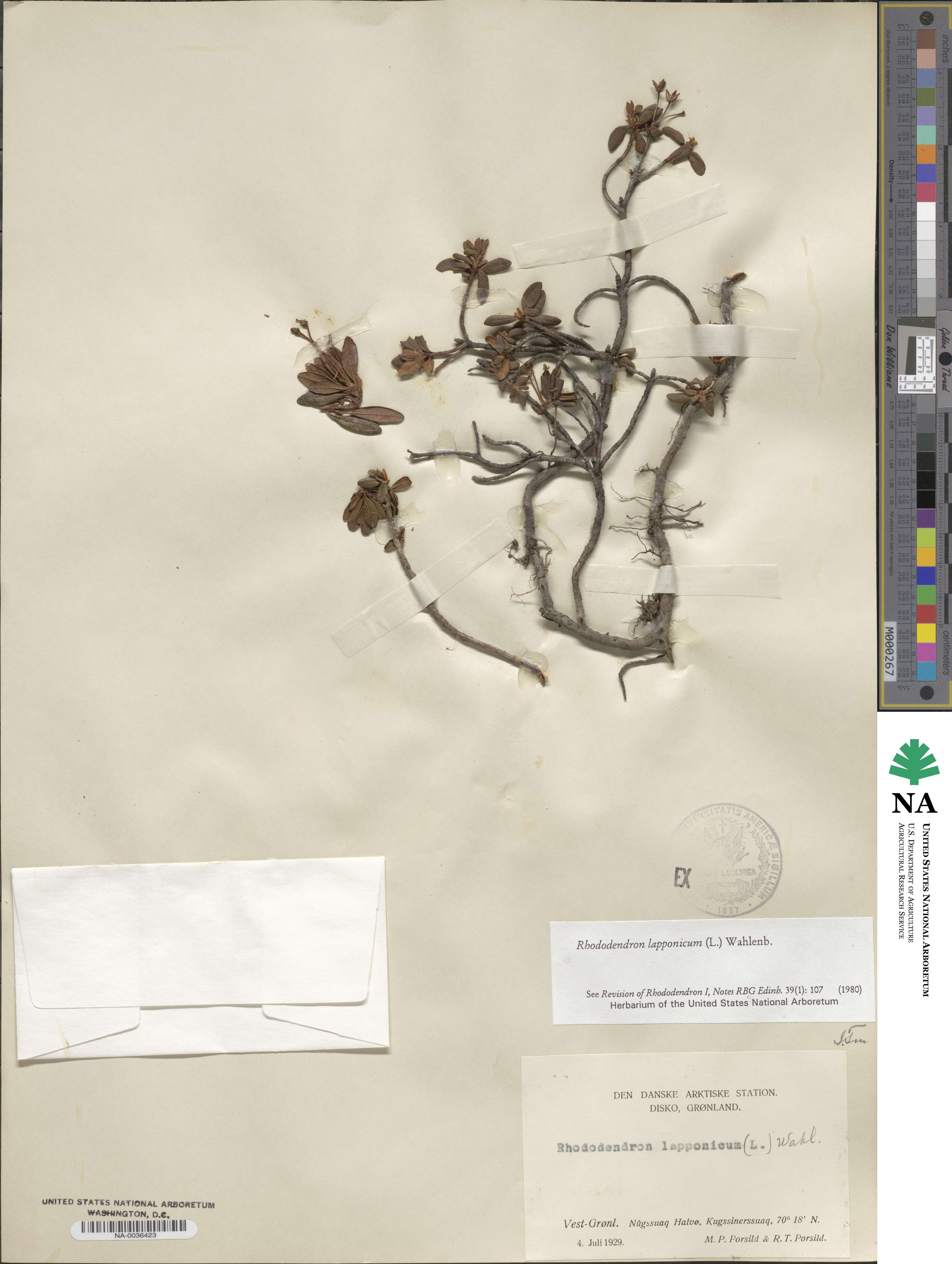 Rhododendron lapponicum image