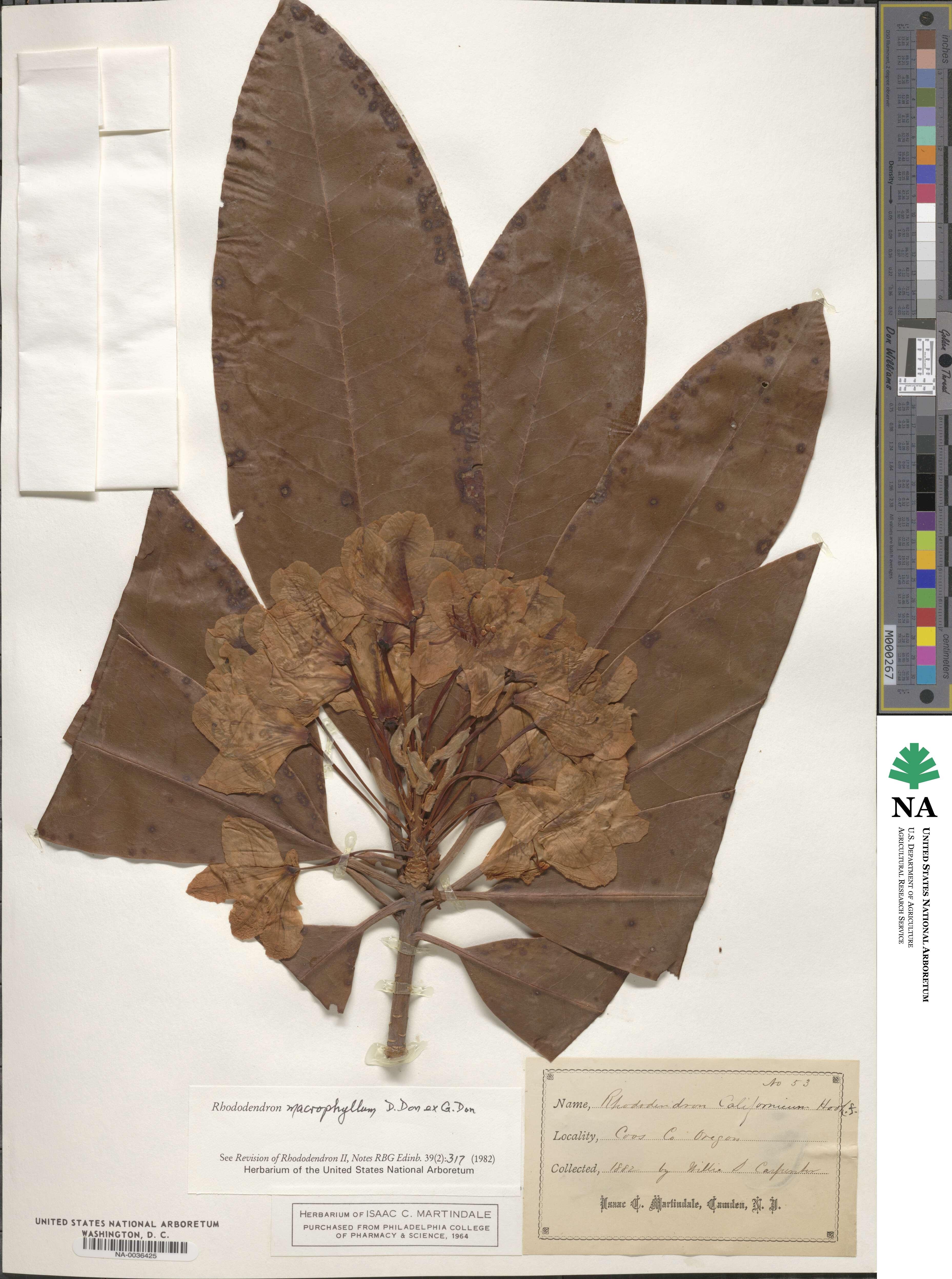 Rhododendron macrophyllum image