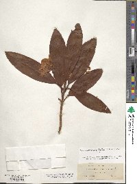 Rhododendron macrophyllum image