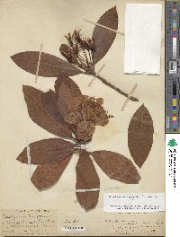 Rhododendron macrophyllum image