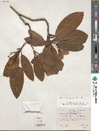 Rhododendron macrophyllum image