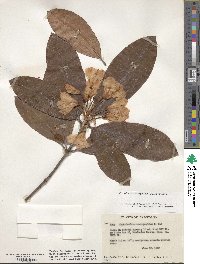 Rhododendron macrophyllum image