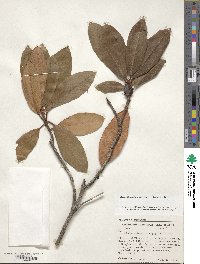 Rhododendron macrophyllum image