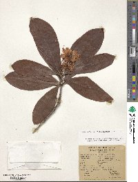 Rhododendron macrophyllum image