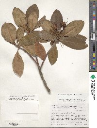 Rhododendron macrophyllum image