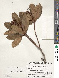 Rhododendron macrophyllum image