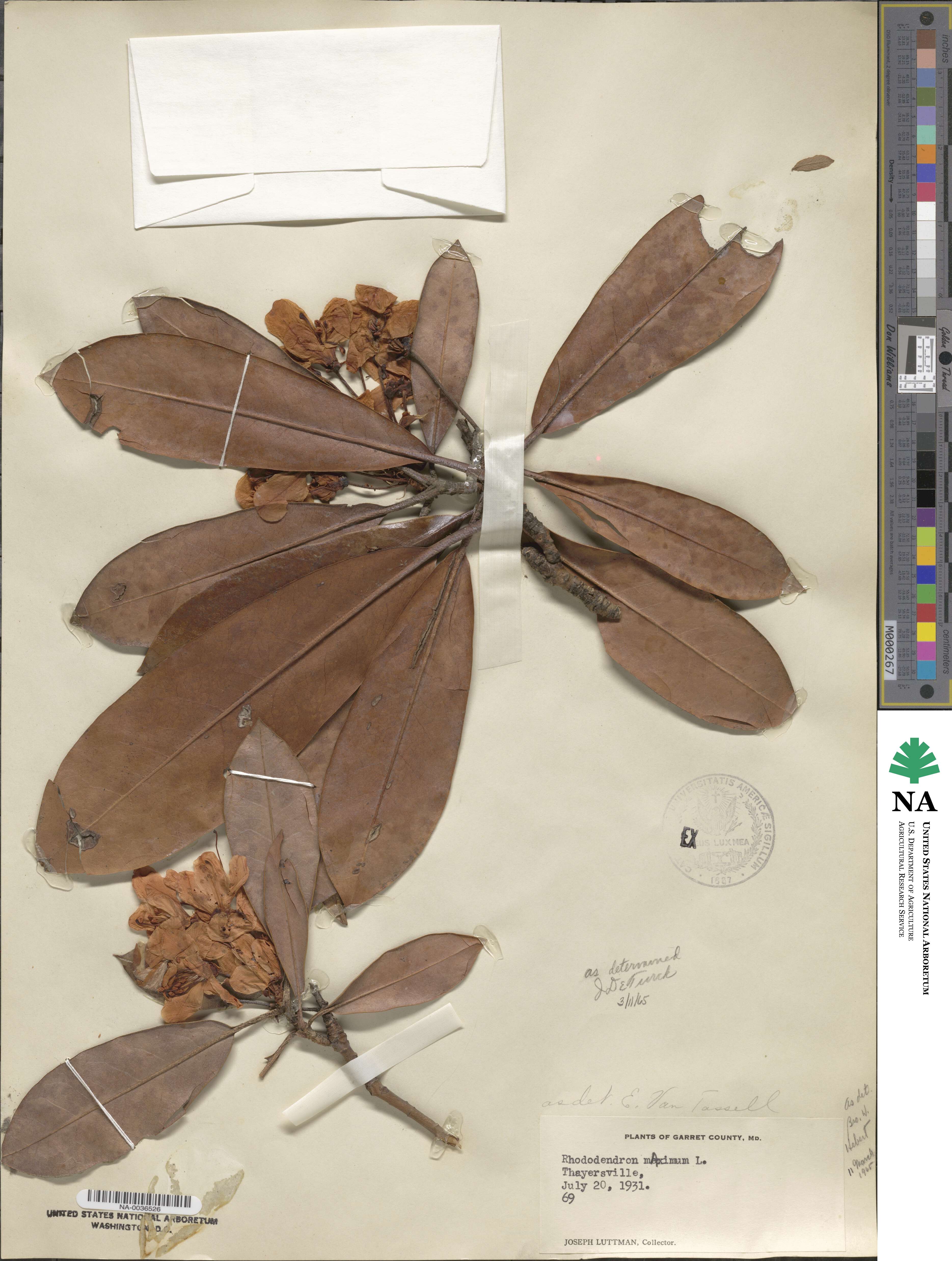 Rhododendron maximum image