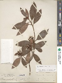 Rhododendron minus image