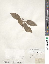 Rhododendron minus image