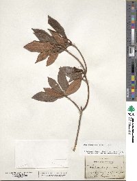 Rhododendron minus image