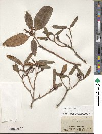 Rhododendron minus image