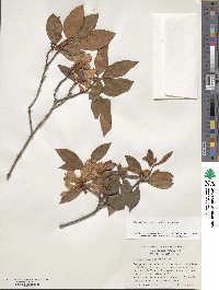 Rhododendron minus image