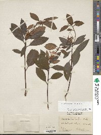 Rhododendron minus image