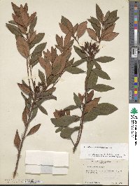 Rhododendron minus image