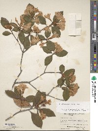Rhododendron minus image
