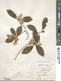 Rhododendron minus image