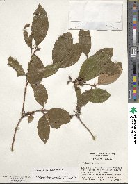 Rhododendron minus image