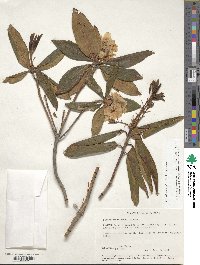Rhododendron minus image
