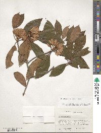 Rhododendron minus image