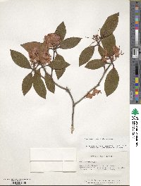 Rhododendron minus image