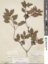 Rhododendron minus image
